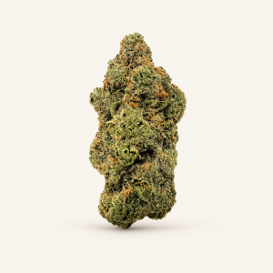 Fleur de chanvre CBD en gros plan sur fond ivoire