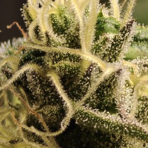 Fleur de chanvre Amnesia 10-OH-HHC, trichomes