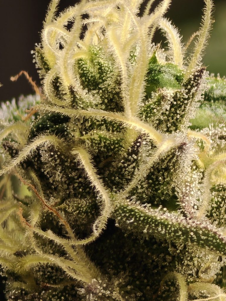 Amnesia 10-OH-HHC – Fleur Premium