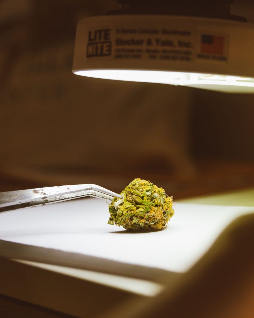 Amnesia Félozine – Fleur Premium