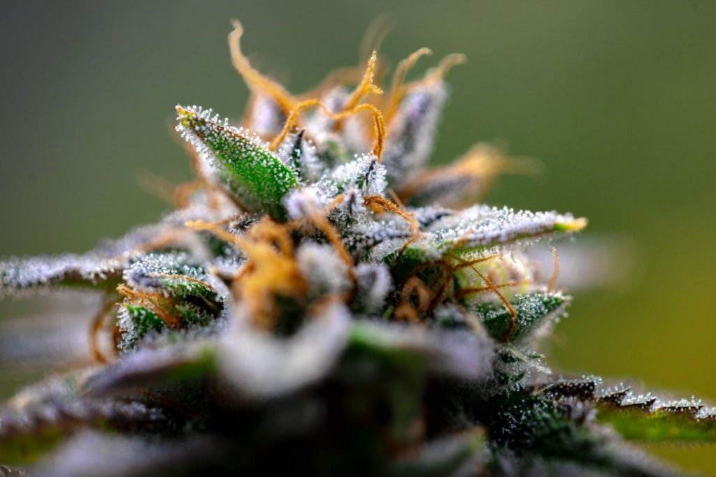 Cali 10-OH-HHC – Résine Premium