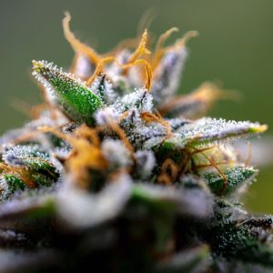 Trichomes givrés, résine Cali 10-OH-HHC