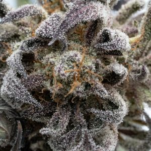 Trichomes, résine Cali D10
