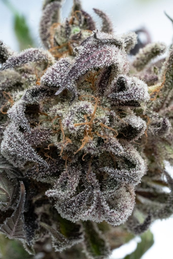 Cali D10 – Résine Premium