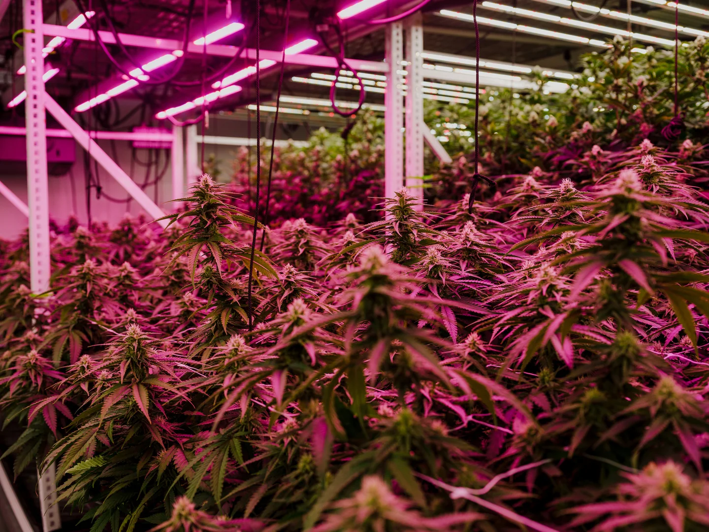 Culture indoor sous LED : les plantes de la sélection Frenchy Merlin
