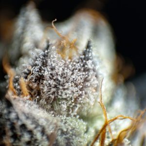 Trichomes givrés, résine Frozen THCX